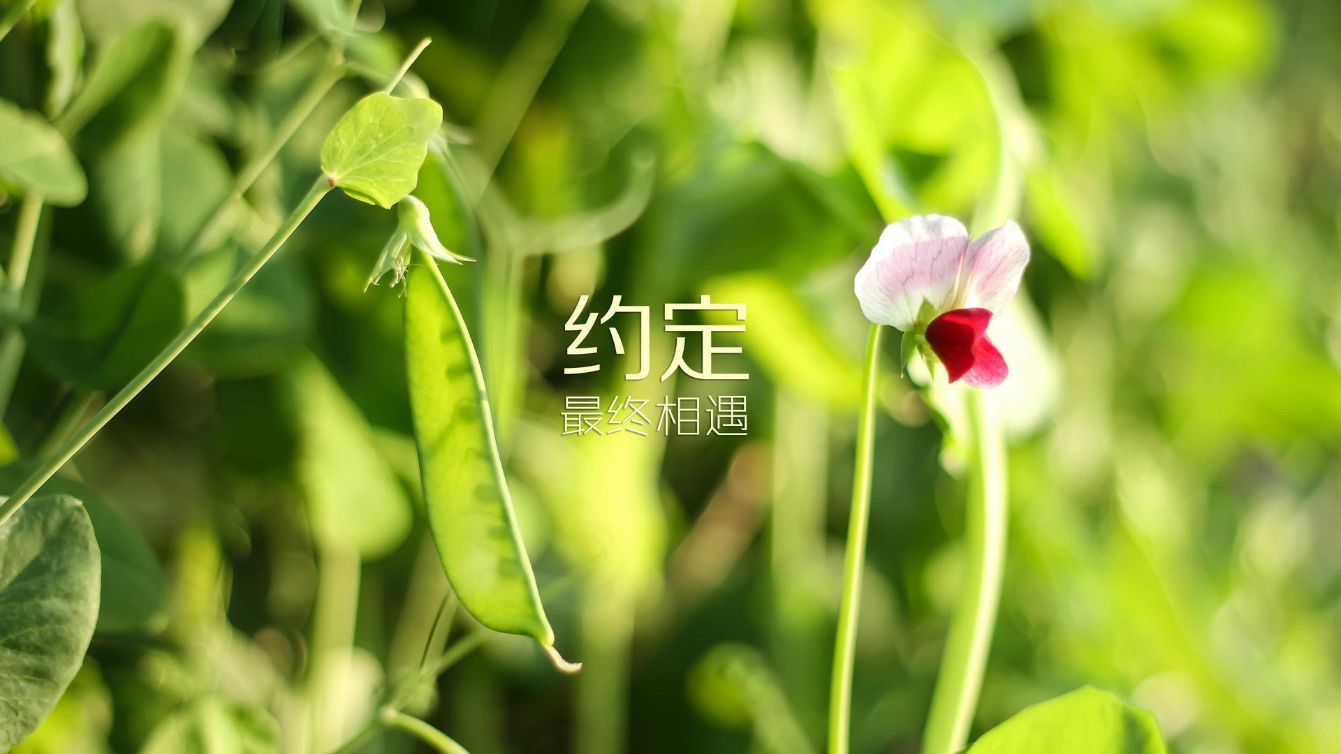 爱游戏平台-_传统武术皮影戏：文化体育的创新演绎_，传统皮影戏有哪些