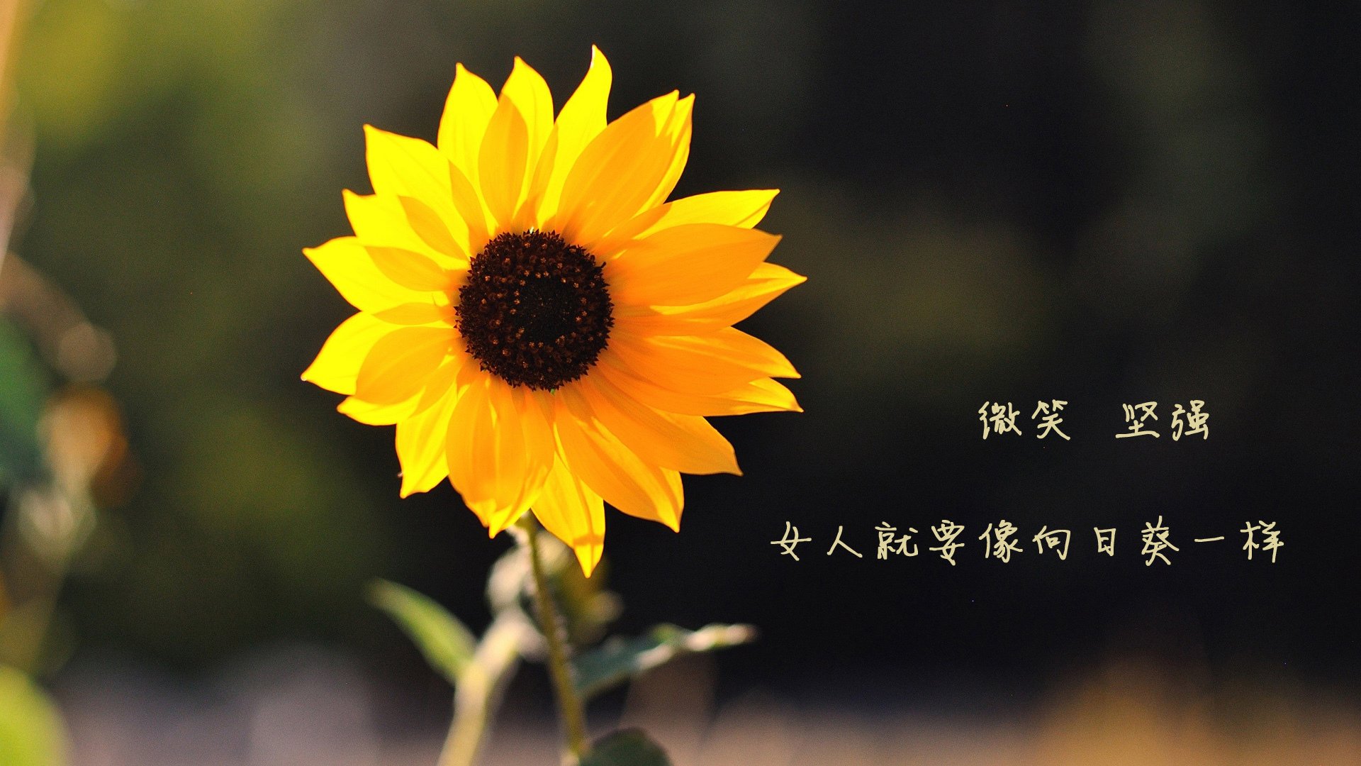 _极限飞盘锦标赛：速度、策略与团队合作_，极限飞盘比赛视频