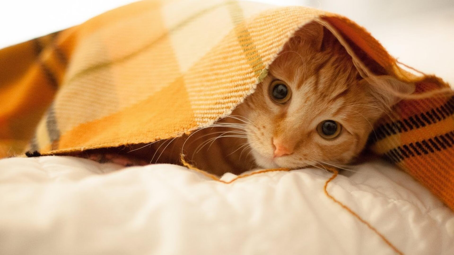 一秒之差:极致速度下的悬念,一秒之差的读音